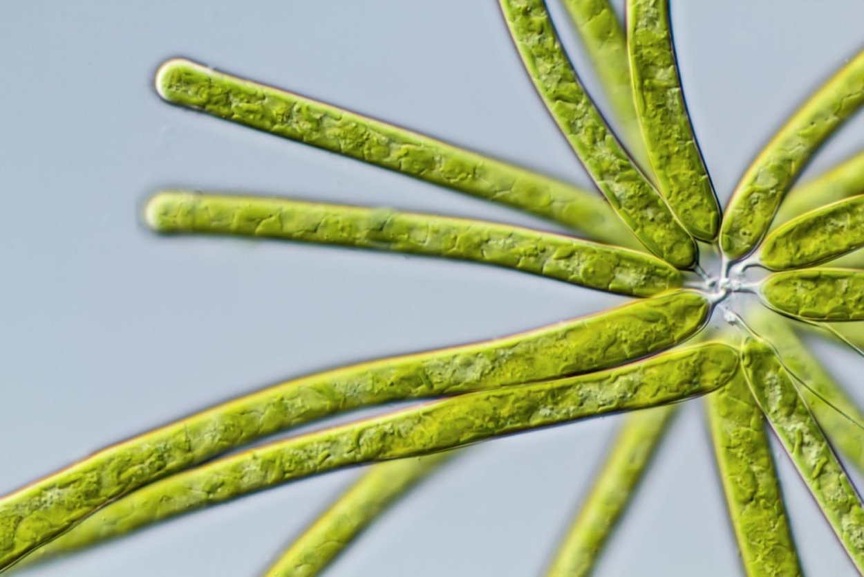 Gomphonema acuminatum