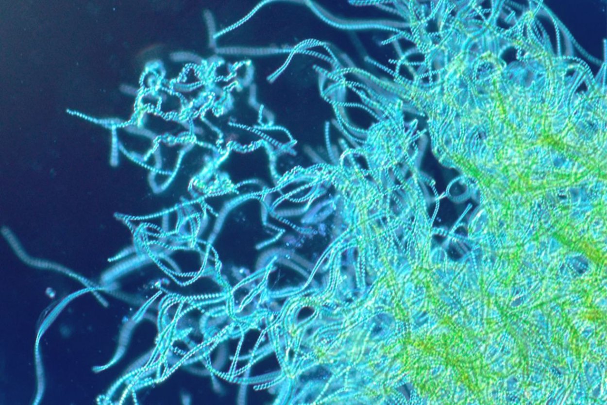 Хетаморфа водоросль