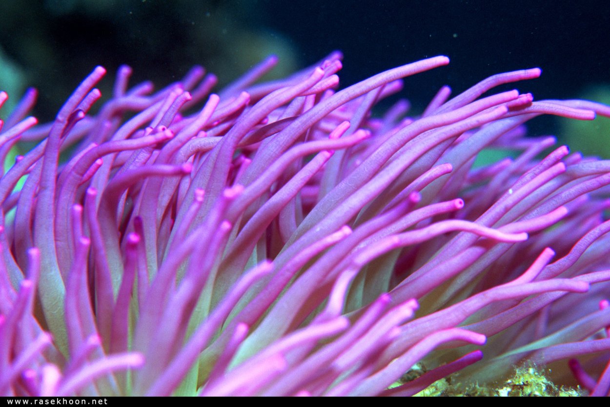 Кладофора водоросль микроскоп