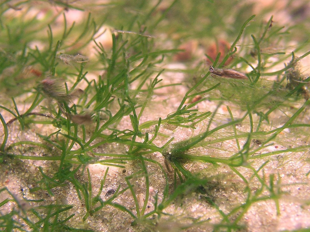 Хара щетинистая водоросли