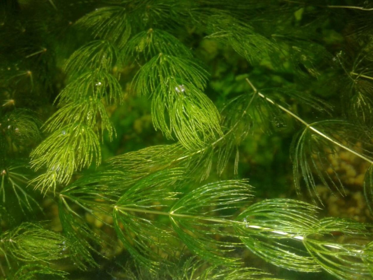 Роголистник аквариумное растение