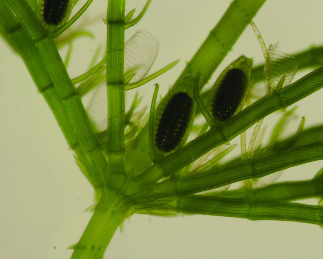 Харовые водоросли