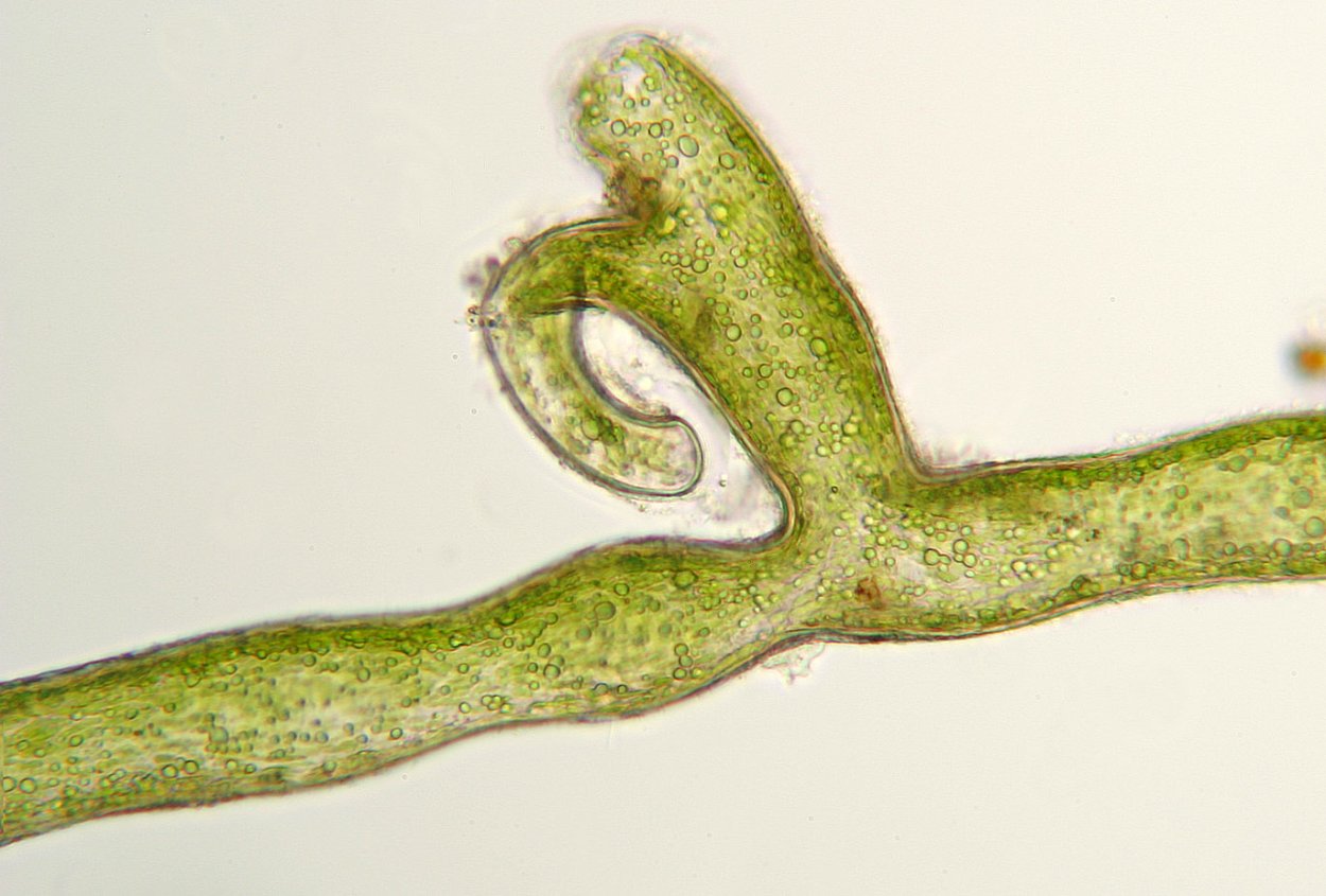 Водоросли черная борода