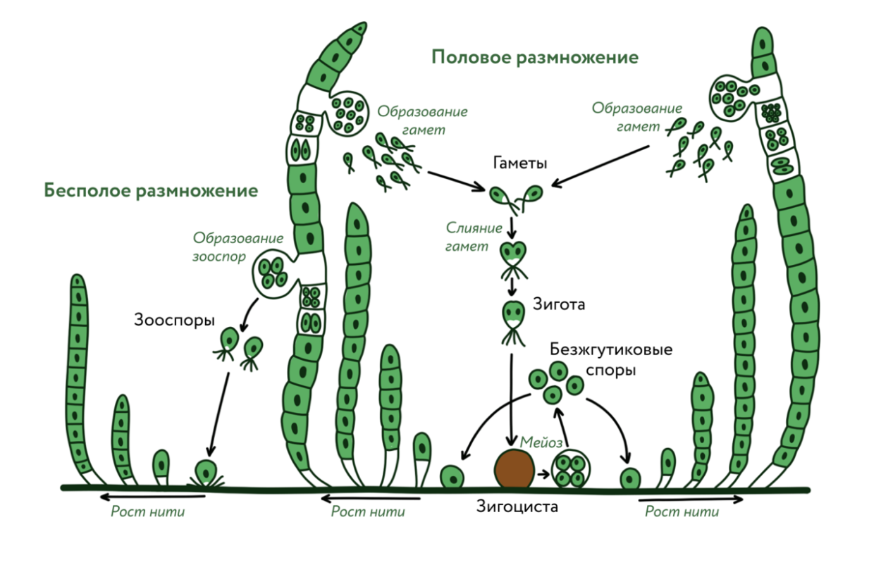 Харовые водоросли (Charophyta)