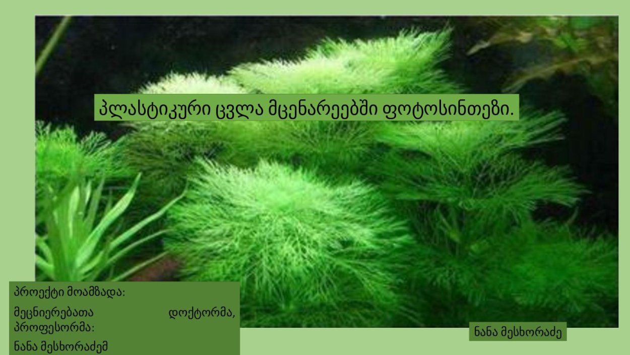 Водоросль Хара в аквариуме