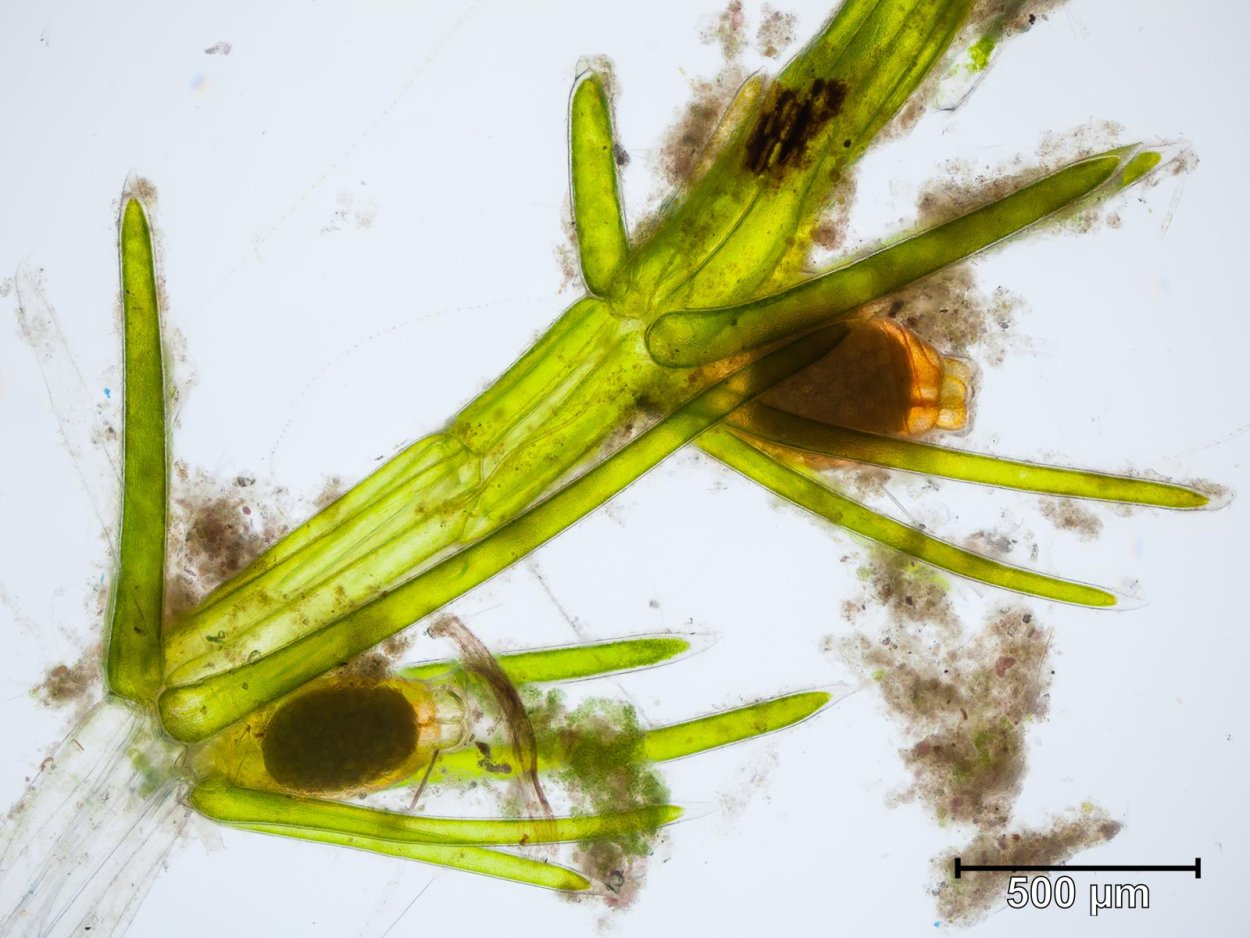 Харовые водоросли