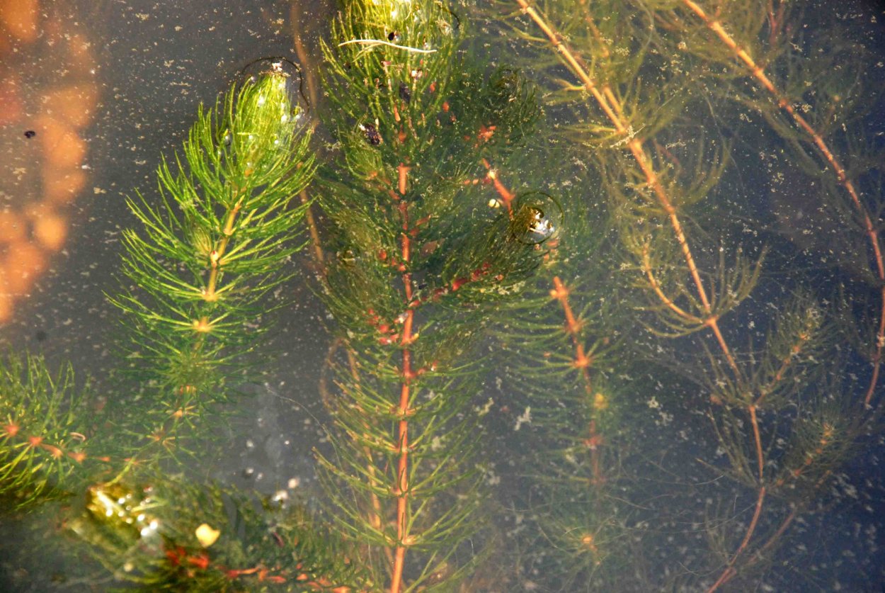 Роголистник плоскоиглый