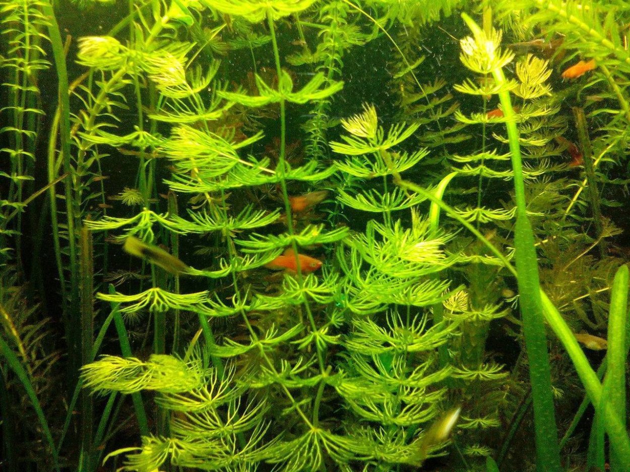 Роголистник аквариумное