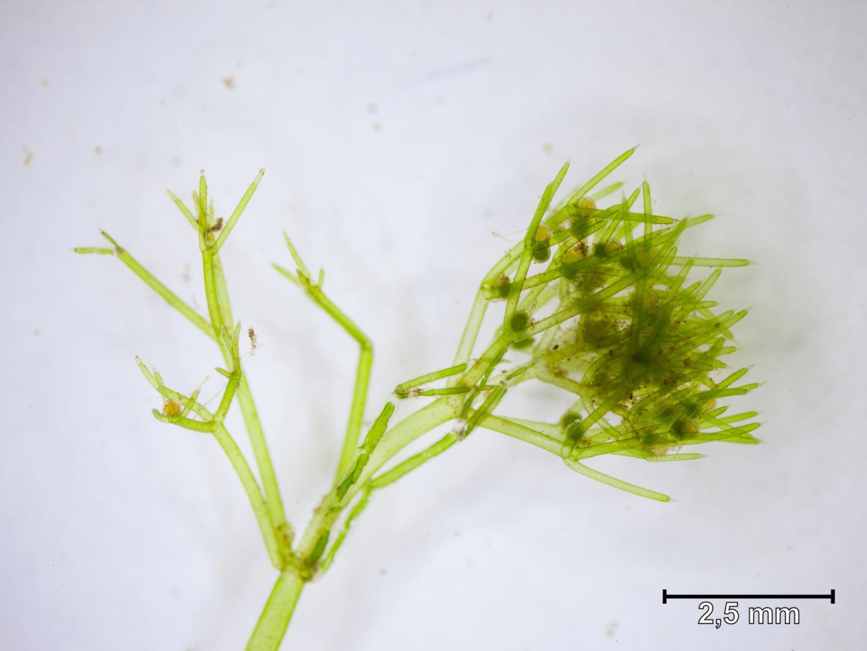 Nitella annamalaiensis