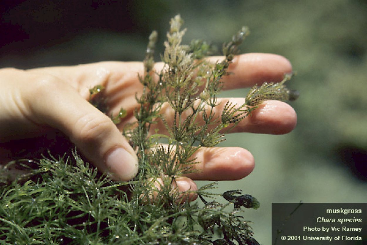 Жизненный цикл улотрикса схема