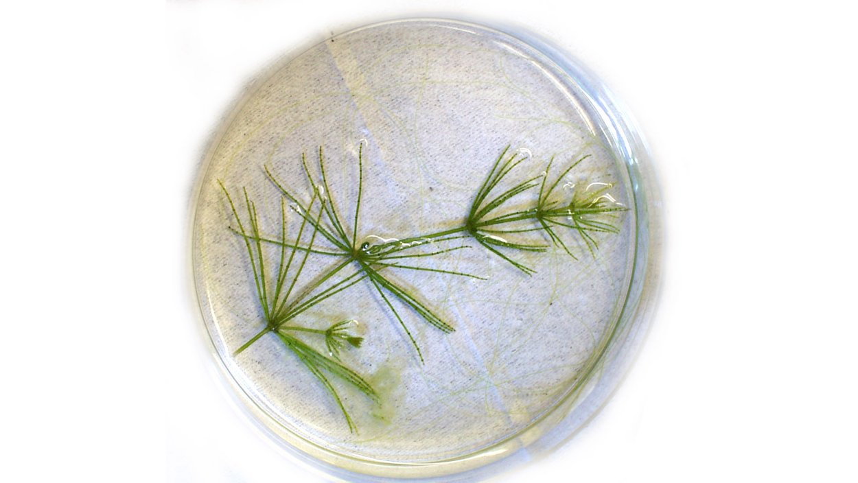 Спирогира водоросль