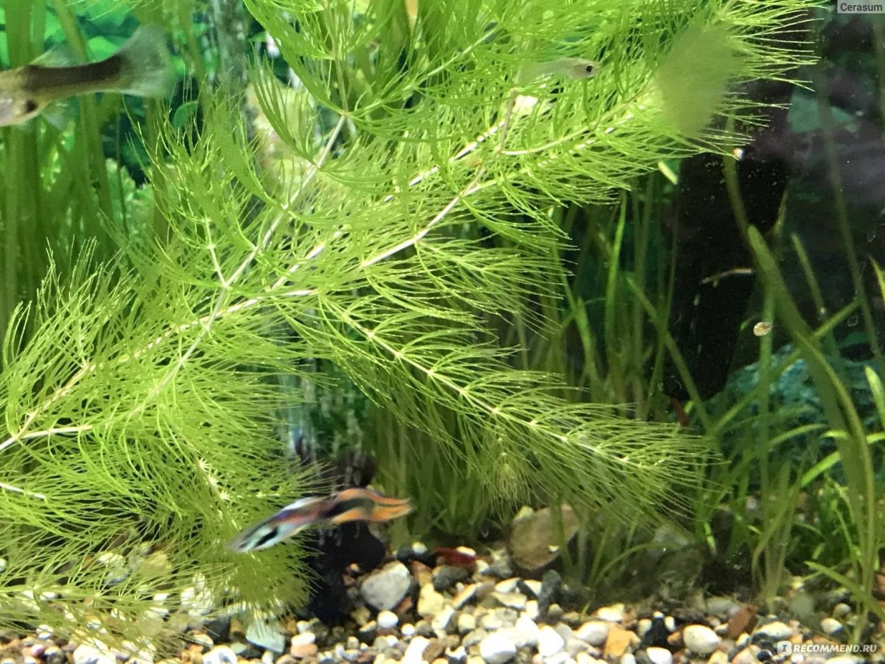 Роголистник кубинский