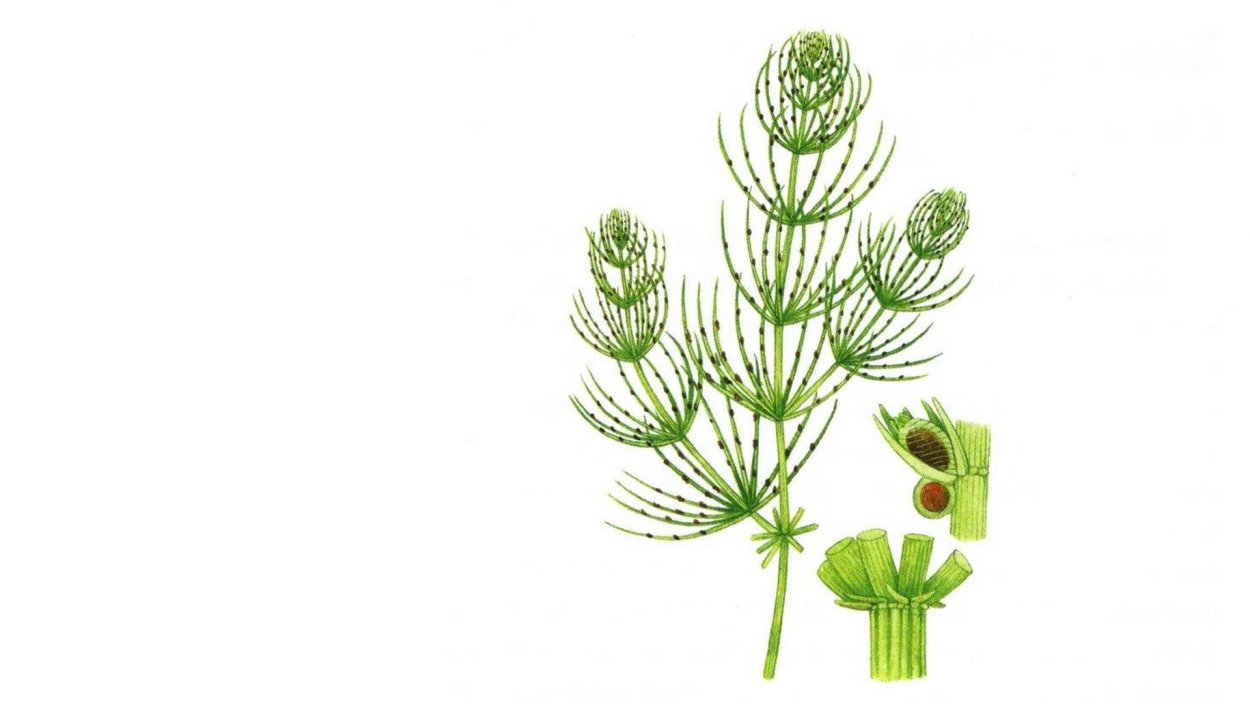 Харовые водоросли Хара