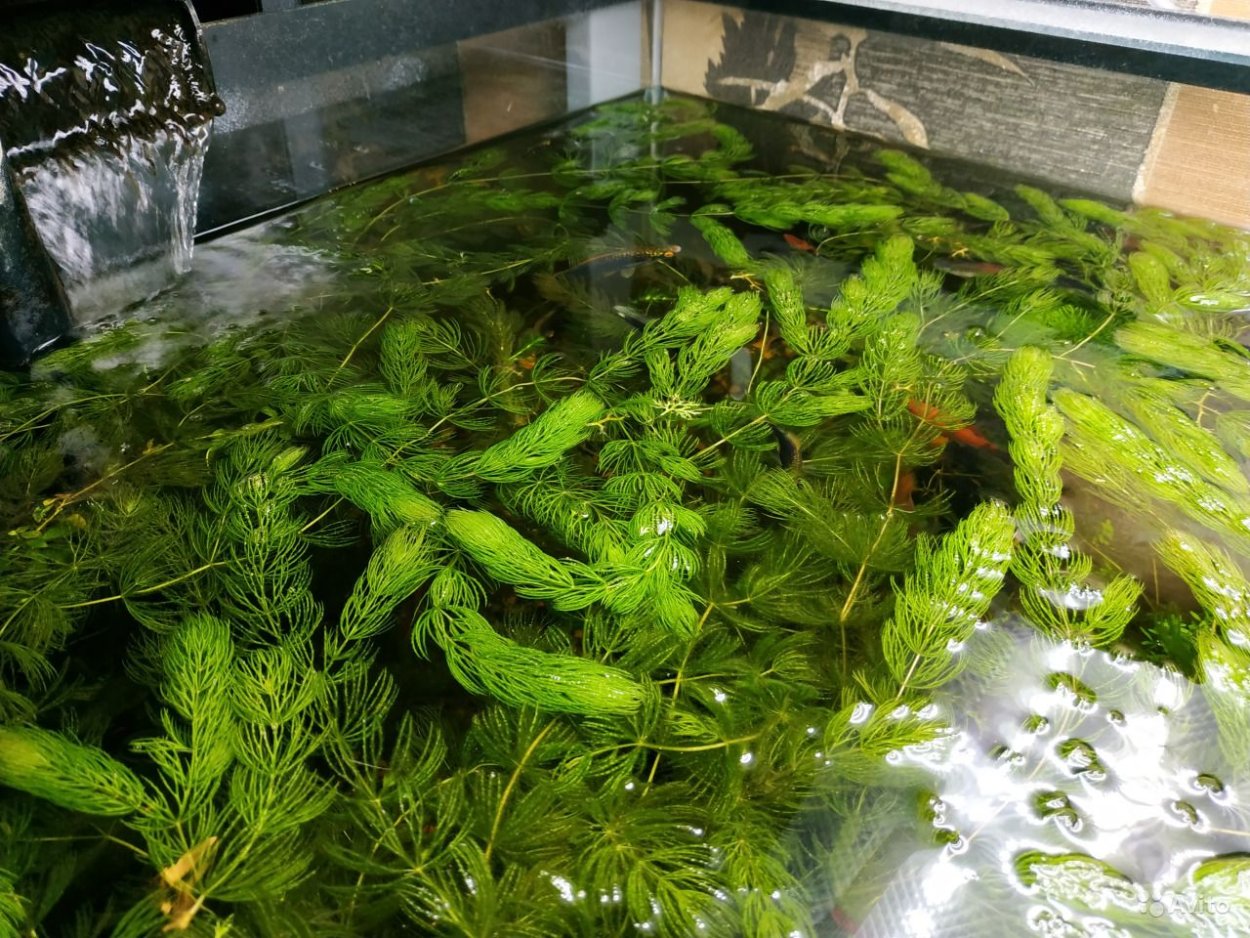 Ундария перистая водоросль