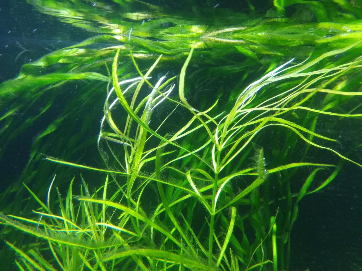 Харовые водоросли