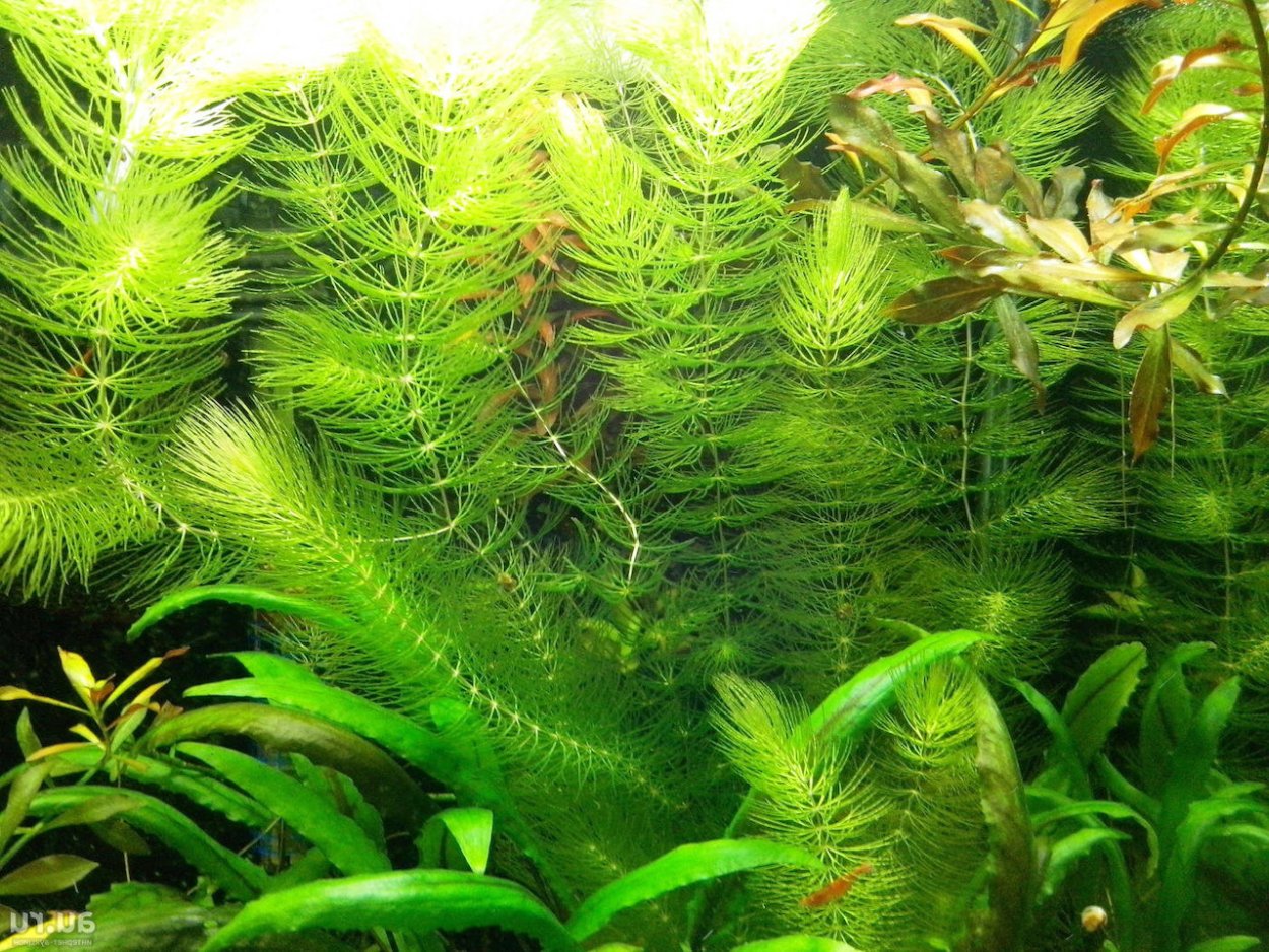 Роголистник кубинский