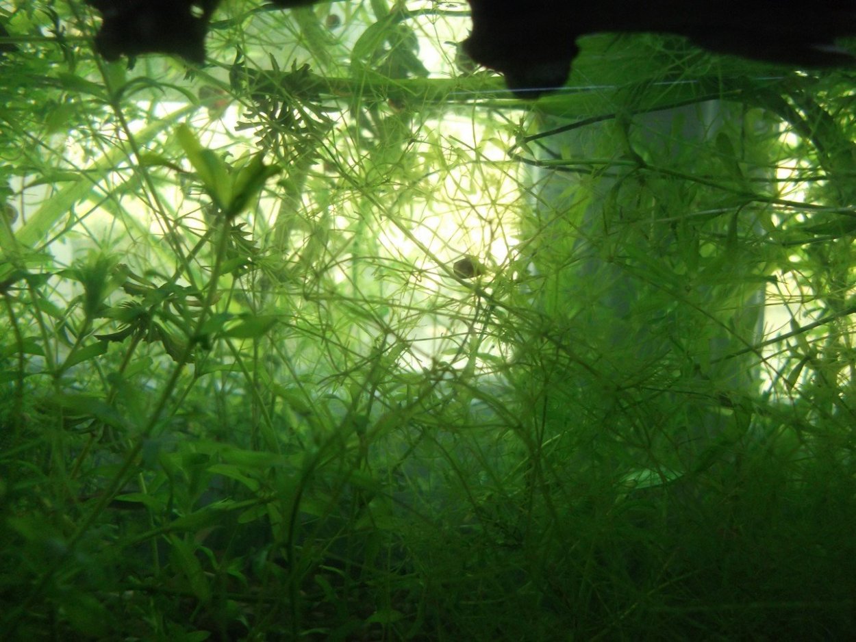 Харовые водоросли Хара