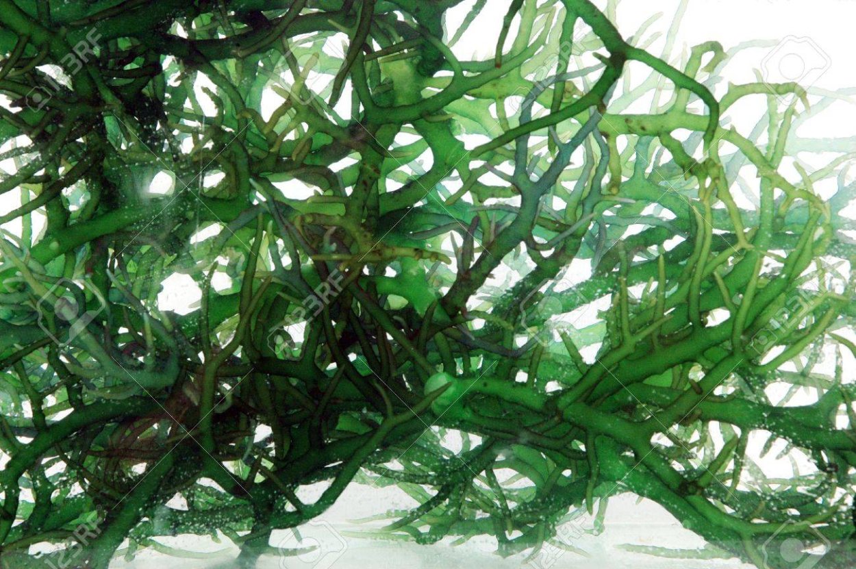 Kelp Forest ЮАР