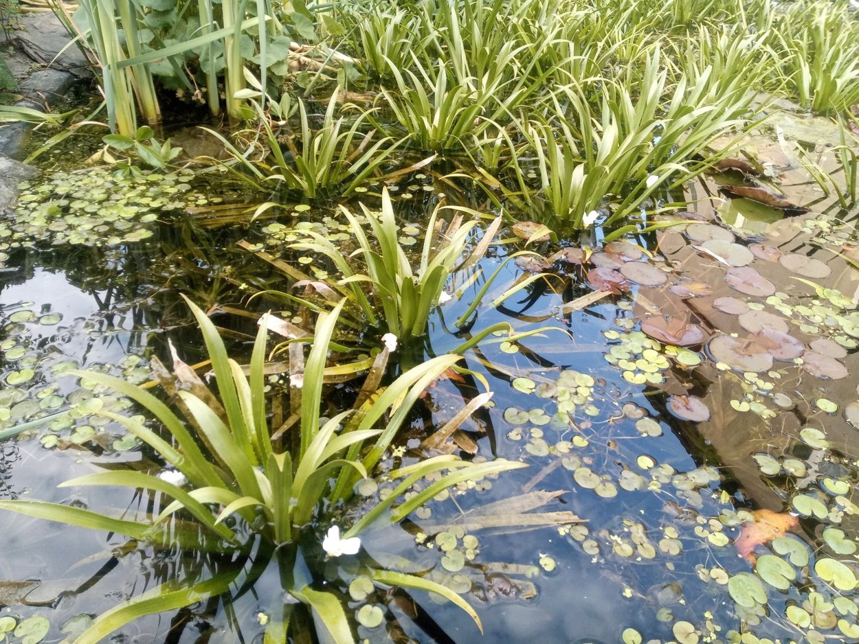 Прудовые растения для очистки воды