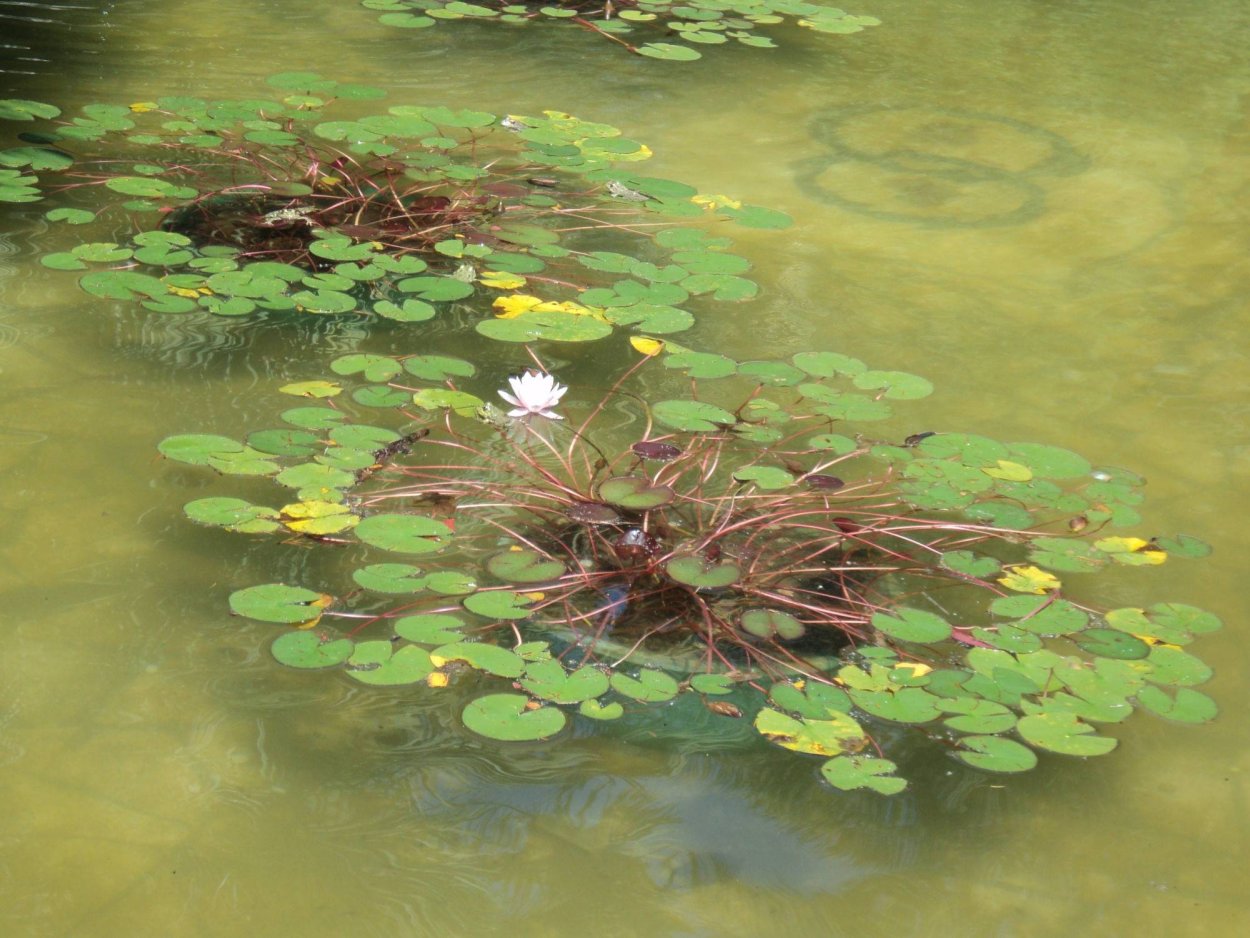 Зеленая вода в пруду