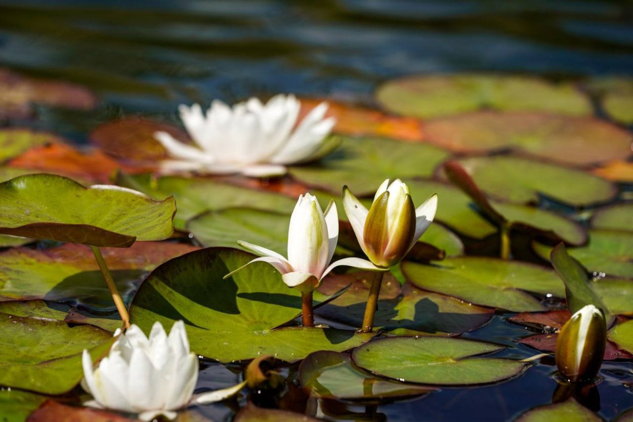 Маленький пруд с нимфеями