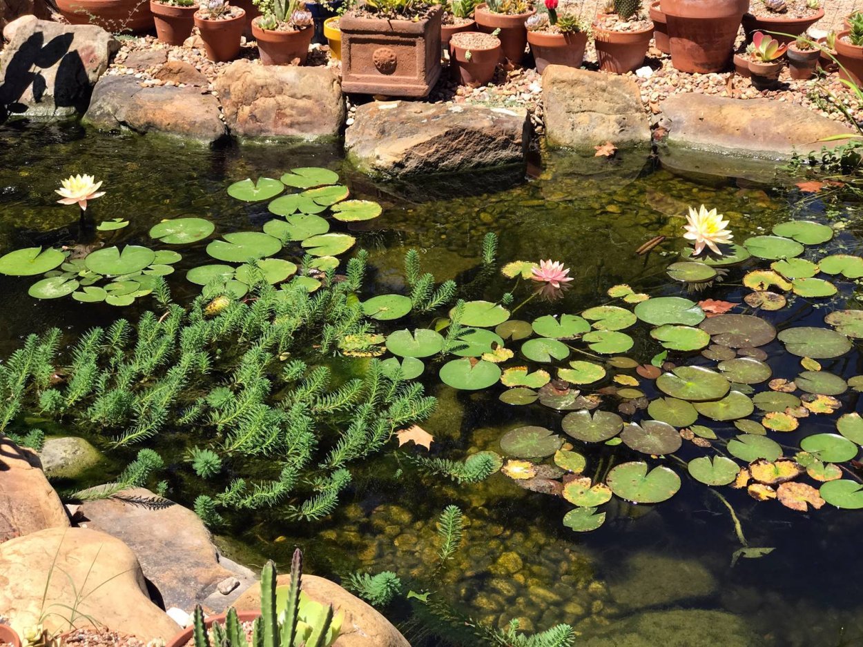 Водоросли для пруда для очистки воды