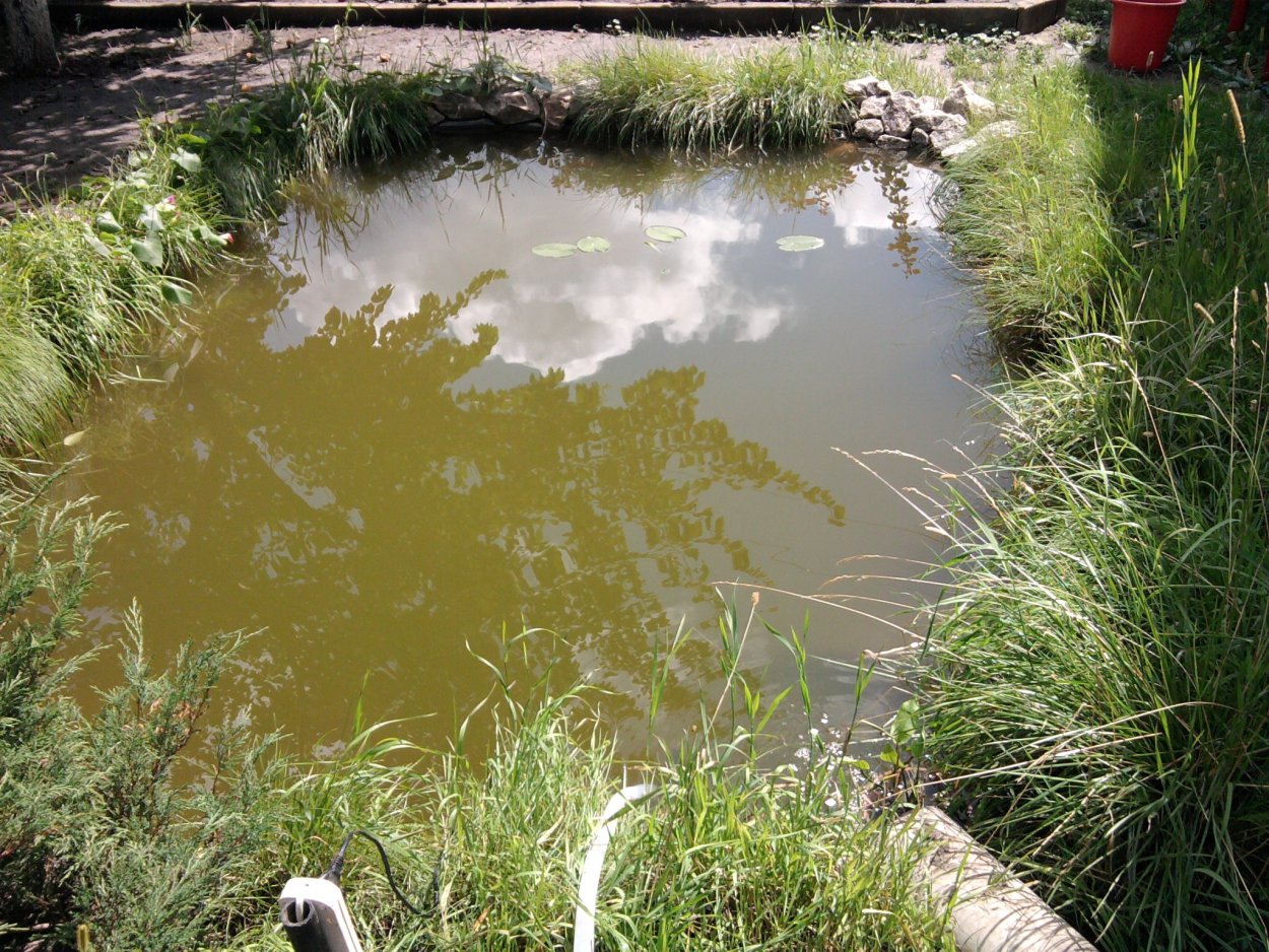 Растения для пруда