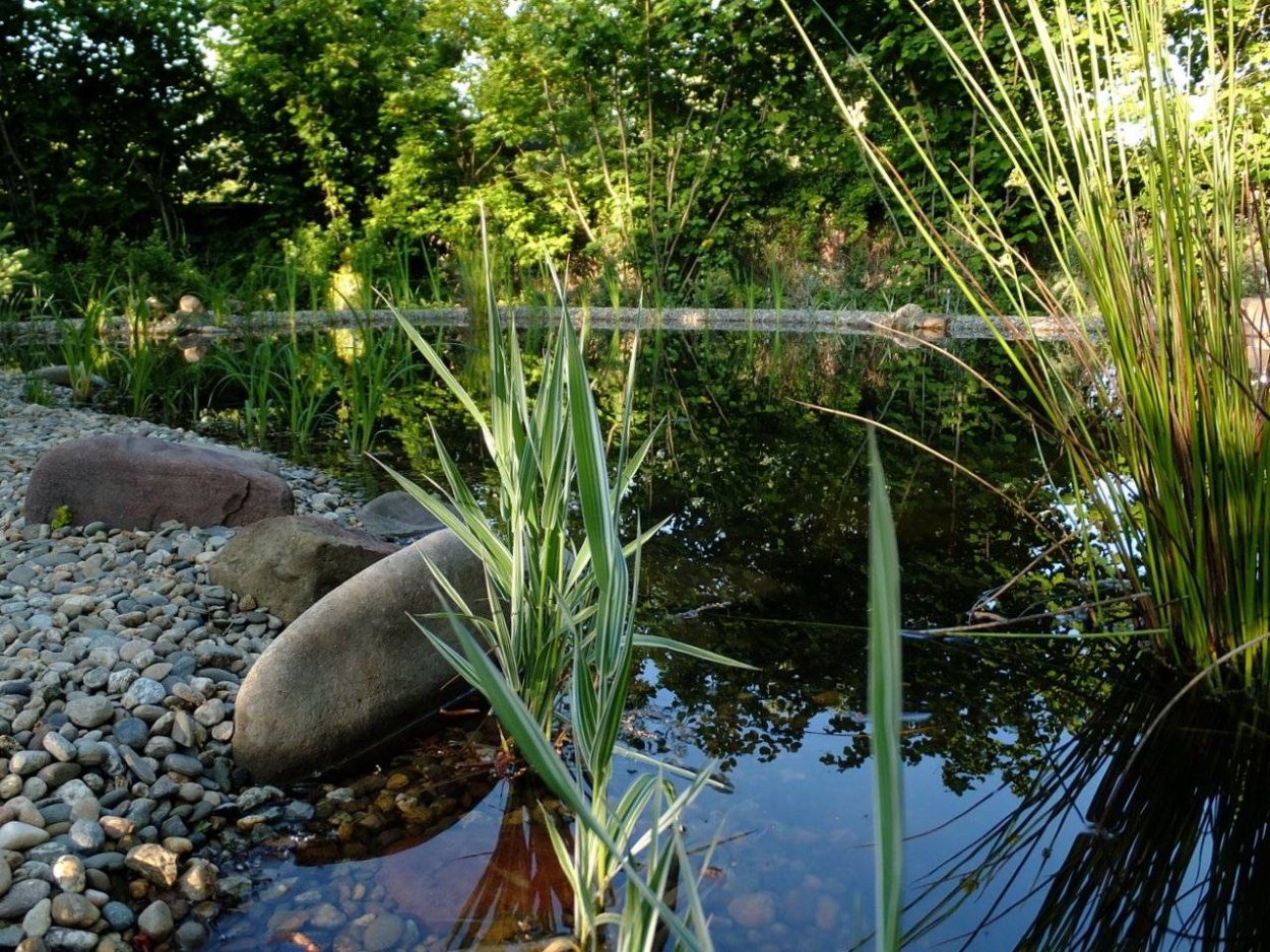Водоросли для очистки сточных вод
