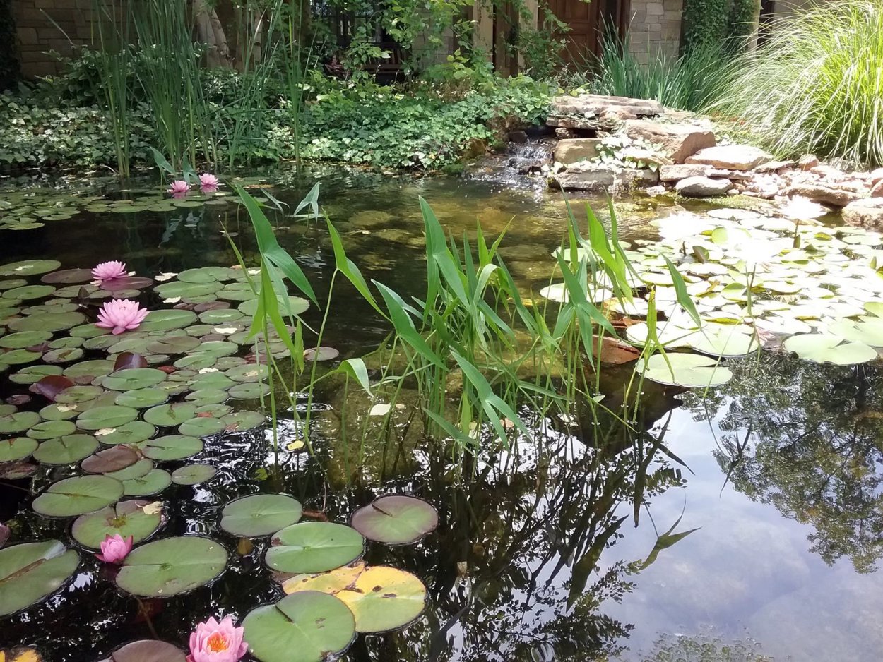 Растения для биоплато