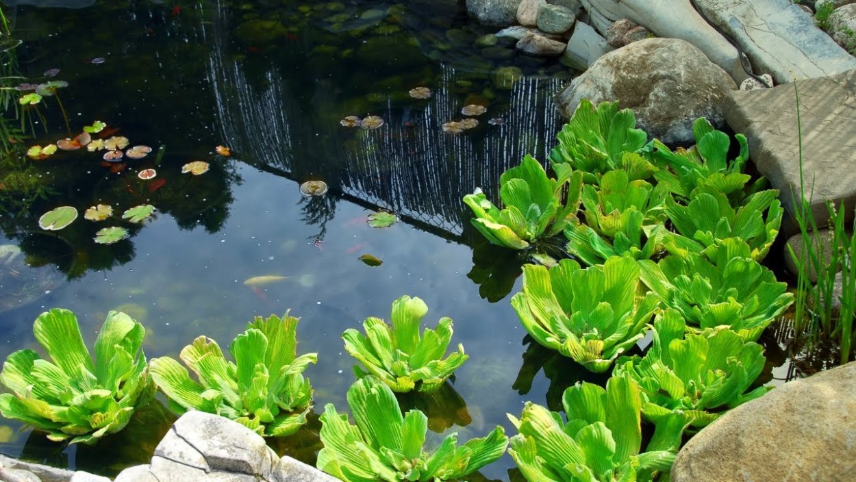 Пистия в дачном пруду