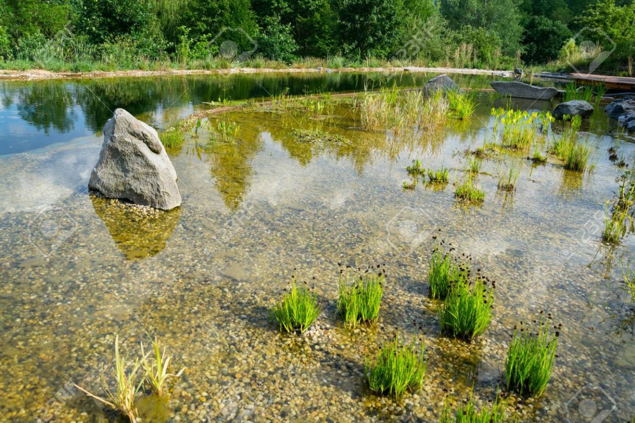 Водные растения повышенной влажности