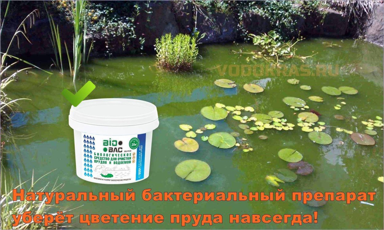 Цветение воды