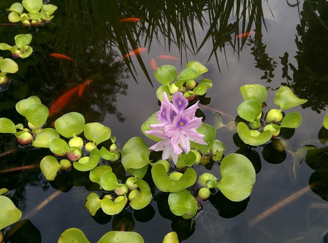 Oase скиммер AQUASKIM 40 Oase