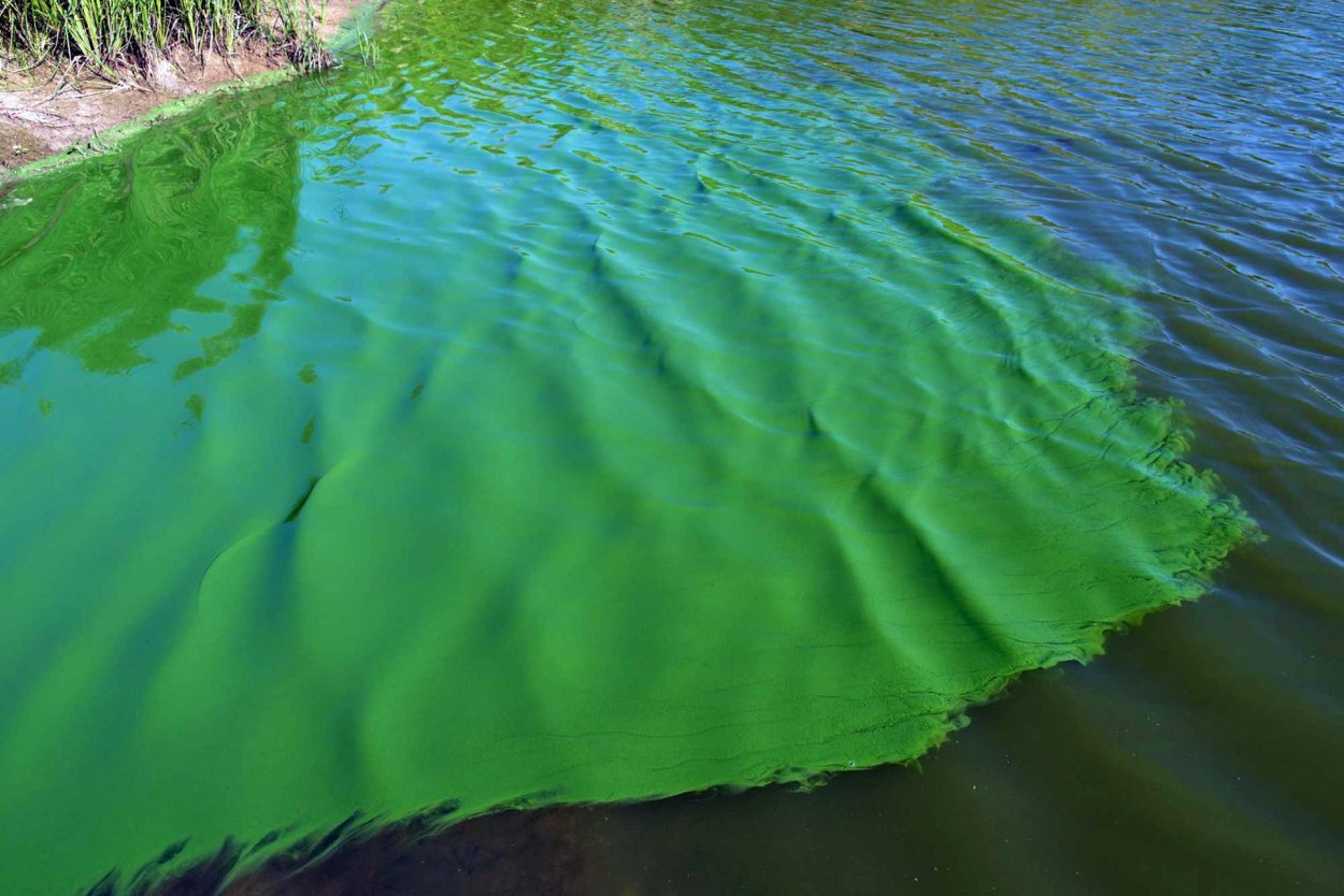 Водоросли в луже