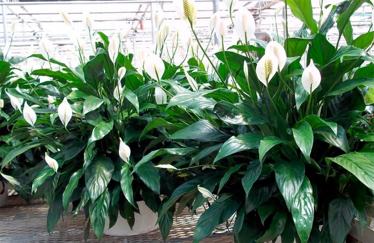 Спатифиллум Мауна Лоа