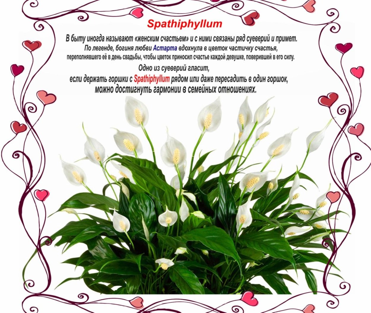 Спатифиллум обильноцветущий