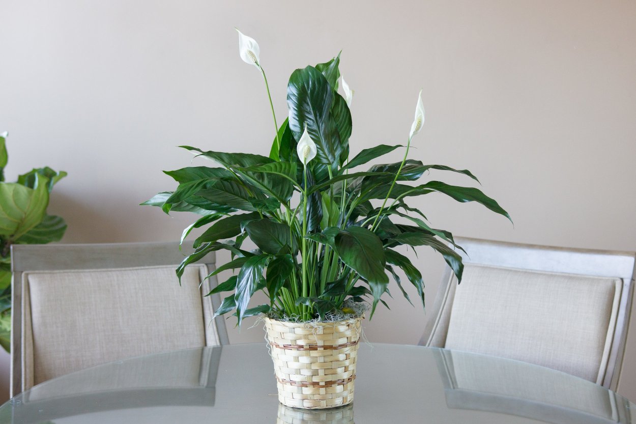 Спатифиллум Уоллиса (Spathiphyllum wallisii)