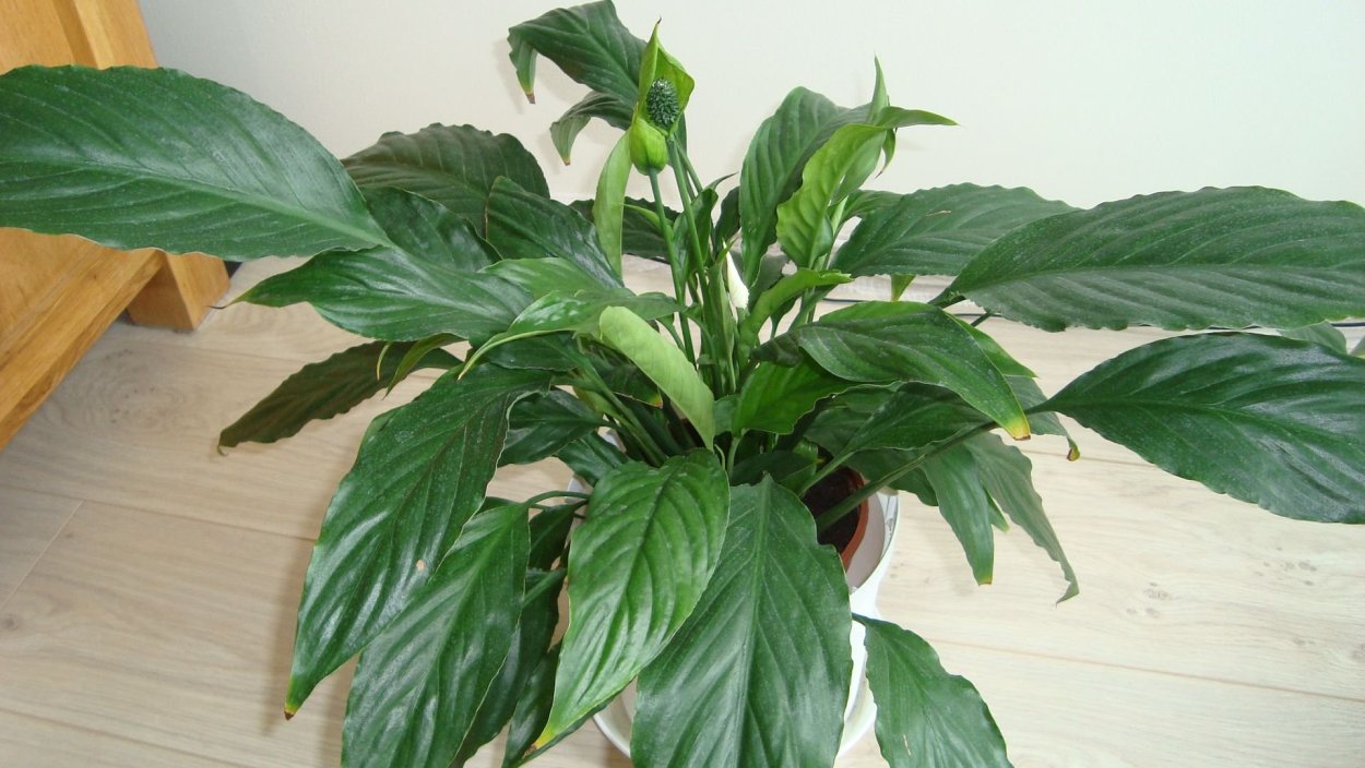 Спатифиллум Мауна Лоа