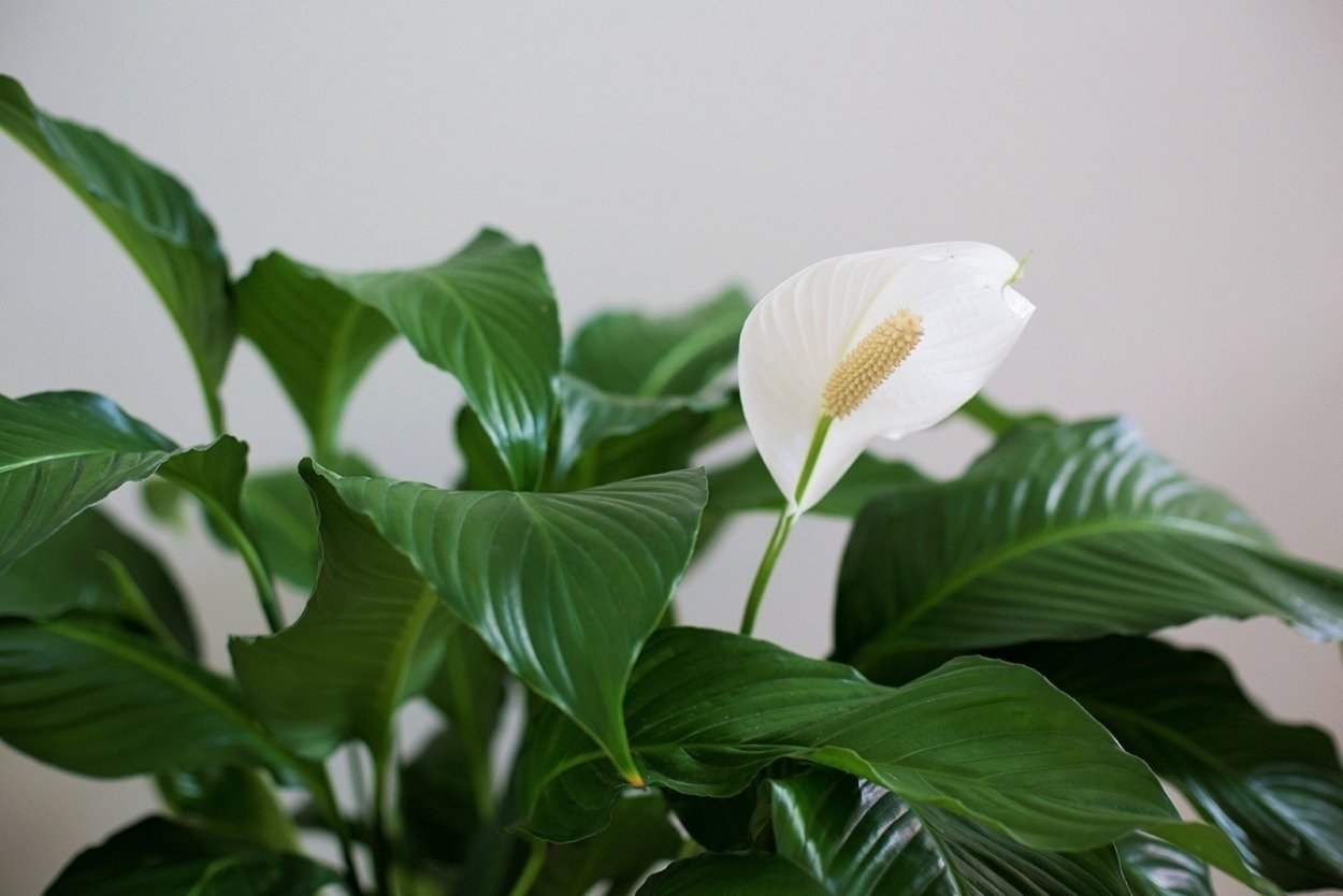 Спатифиллум Уоллиса (Spathiphyllum wallisii)