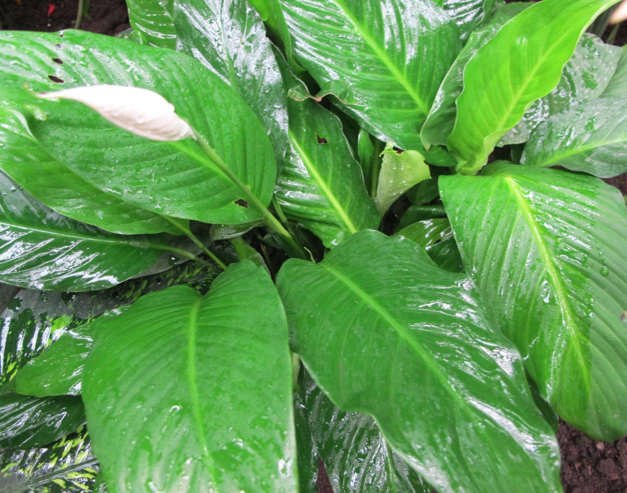 Спатифиллум кватро