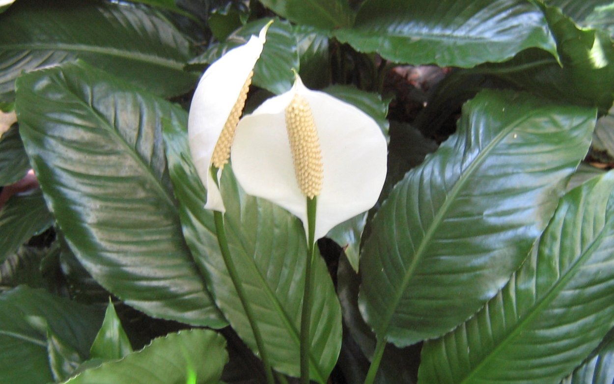 Спатифиллум Альба