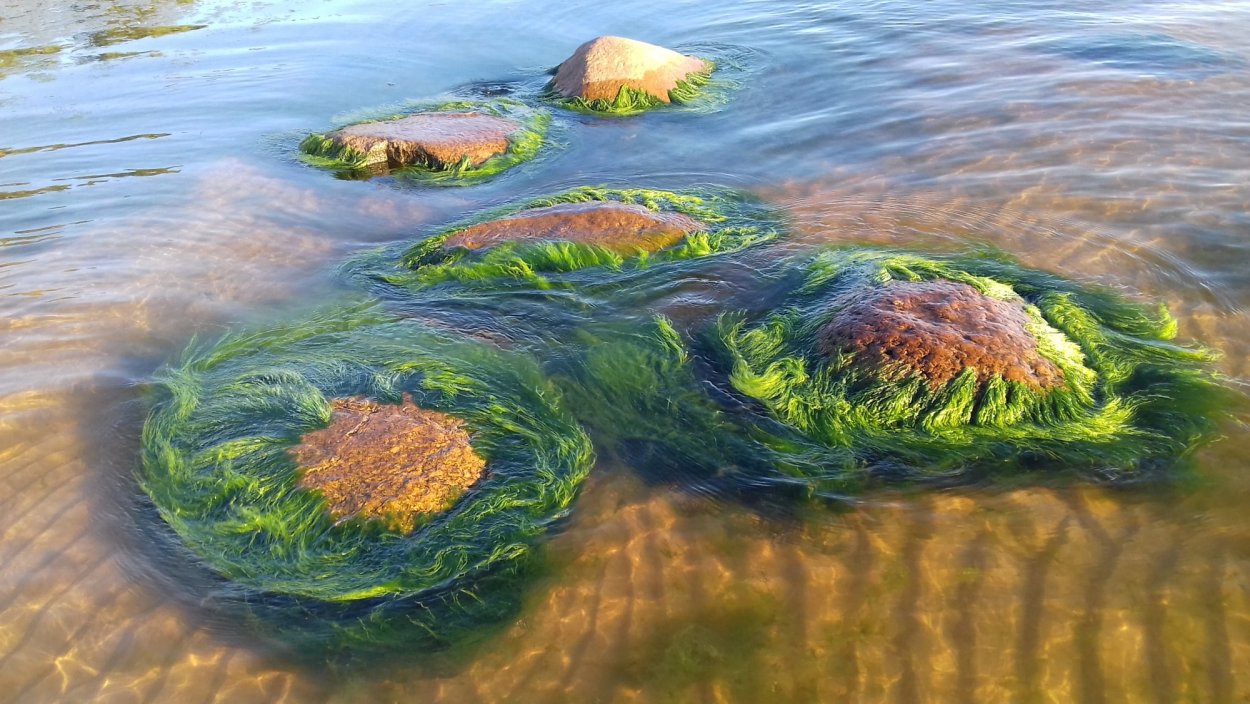 Растения балтийского моря