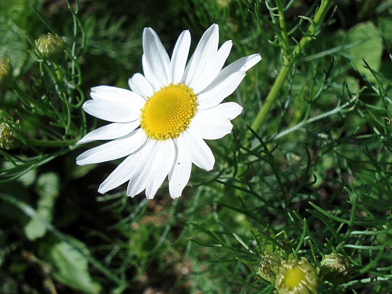 Дикорастущие растения дикоросы