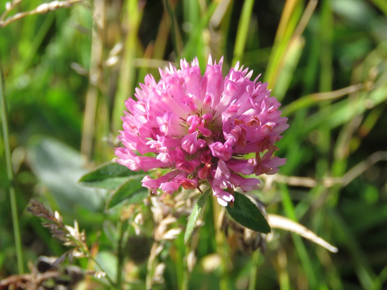 Красный Клевер Trifolium pratense