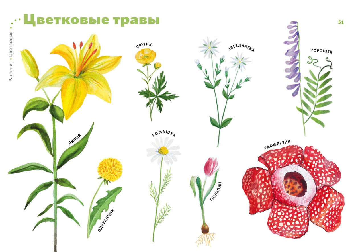 Цветковые травы