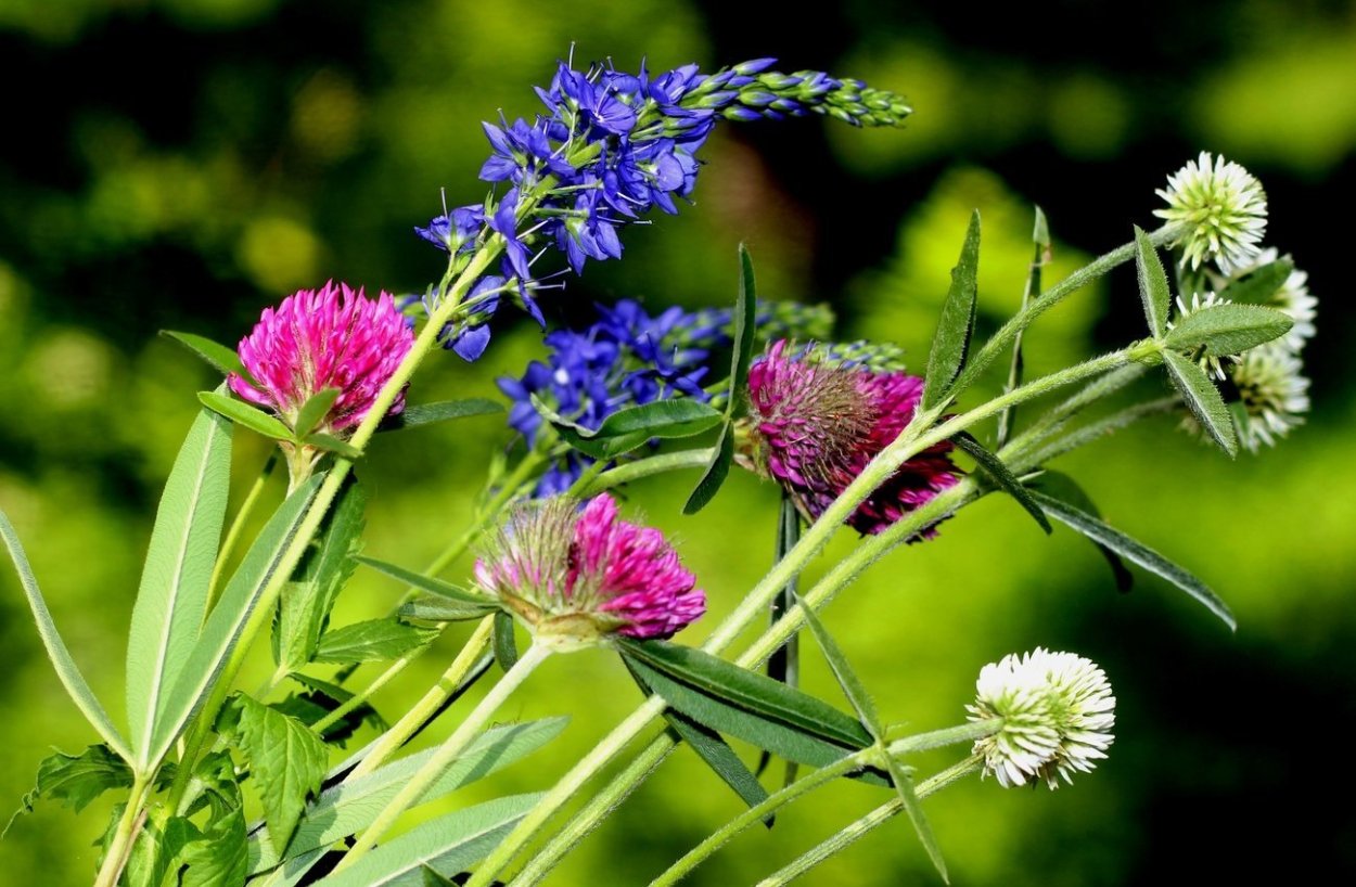 Дикие травы