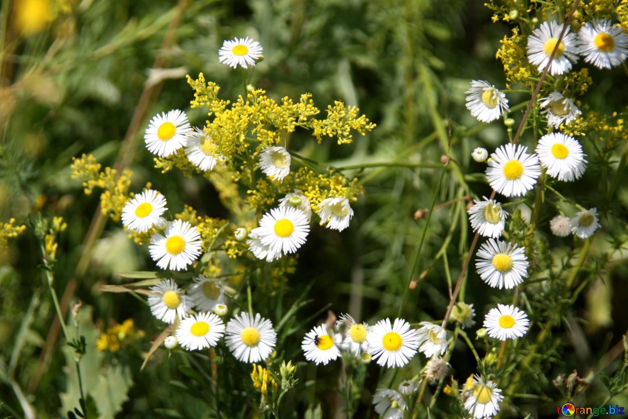 Дикая Астра Ромашковая белая