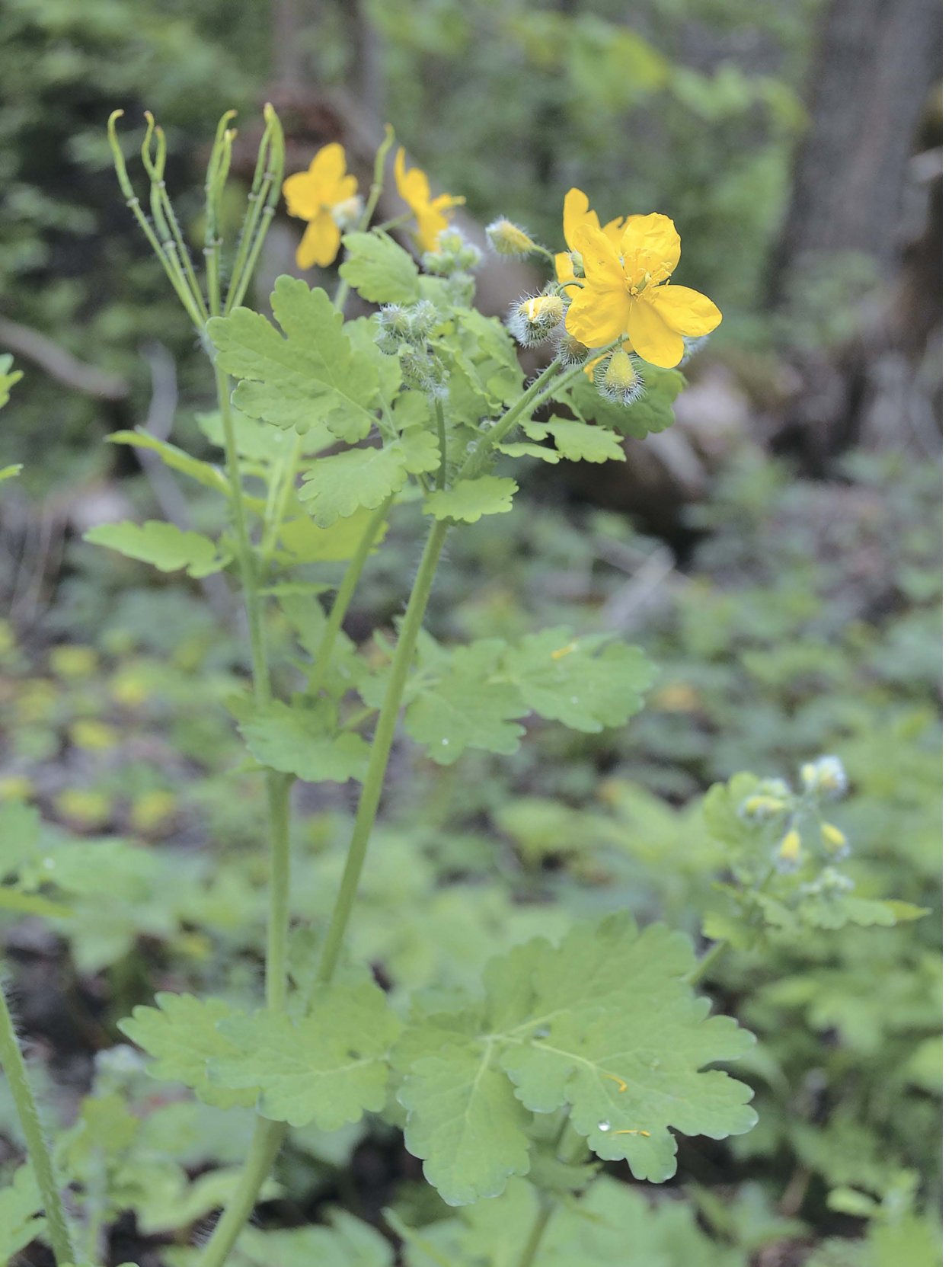 Ядовитые растения Беларуси