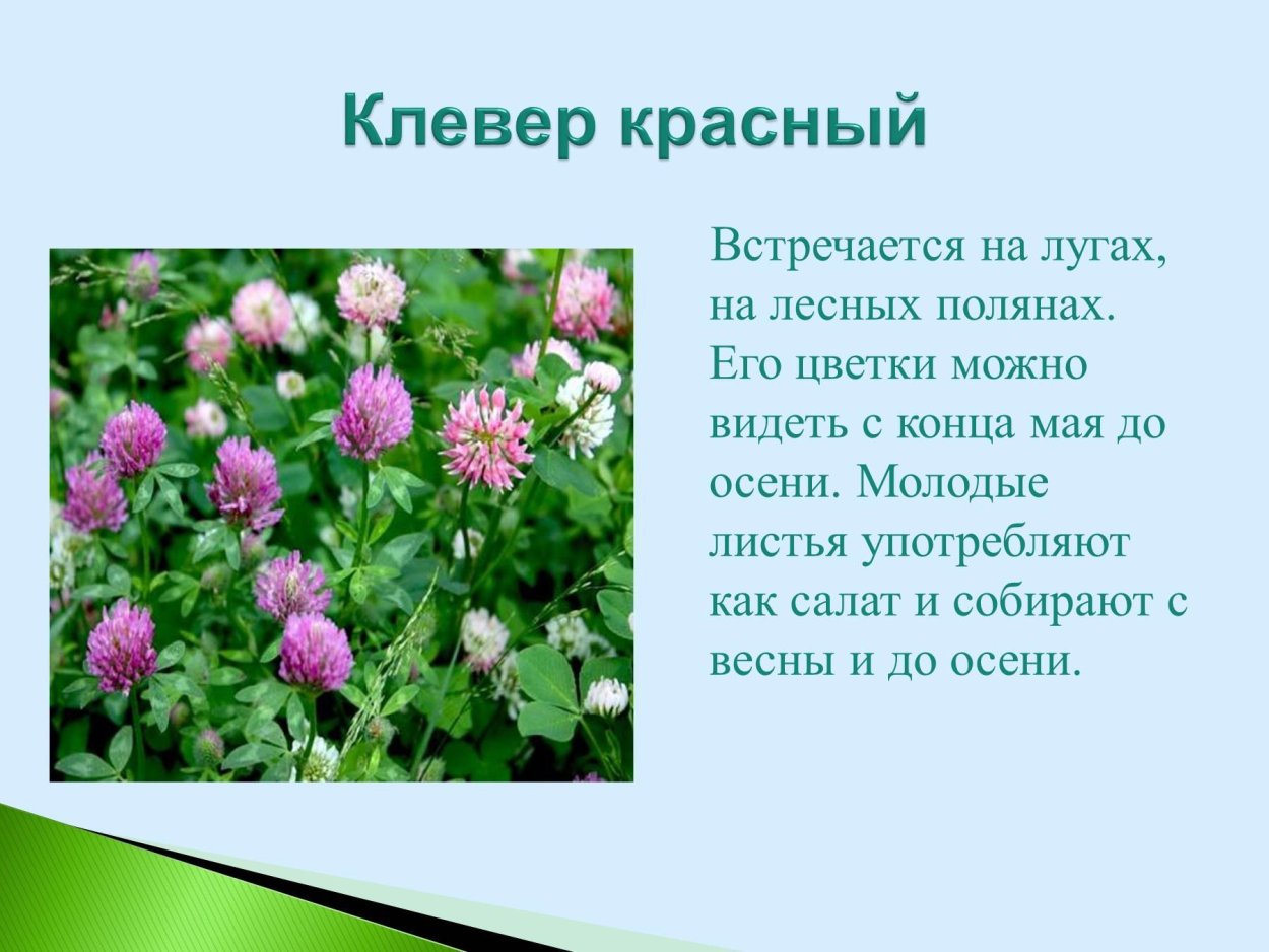 Растения саратовскойьобласти