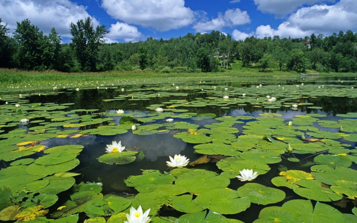 Водные растения виды